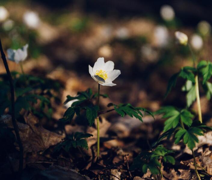 White flower growing on log