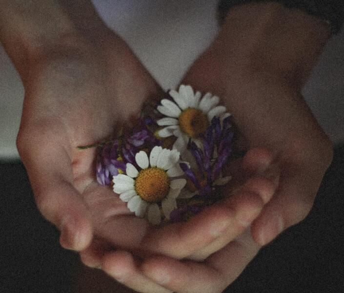 Hands holding daisies